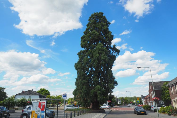 De mammoetboom uit 1870 in Wessum: een beeldbepalende boom voor het hele dorpscentrum De mammoetboom uit 1870 in Wessum: een beeldbepalende boom voor het hele dorpscentrum