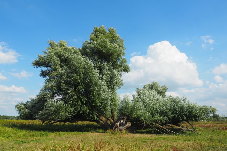 Wilgenboeket te Sleeuwijk: een ecologische parel Wilgenboeket te Sleeuwijk: een ecologische parel