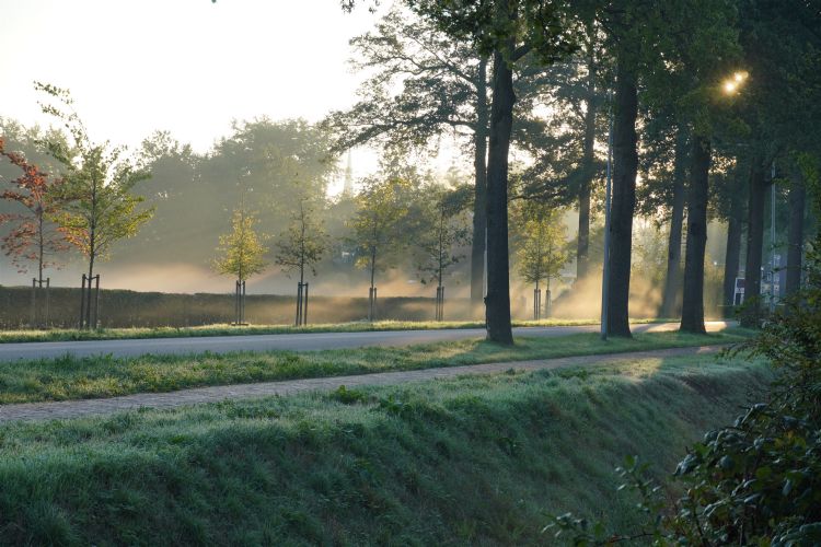 Langs de Schoorstraat is een divers assortiment bomen geplant Langs de Schoorstraat is een divers assortiment bomen geplant