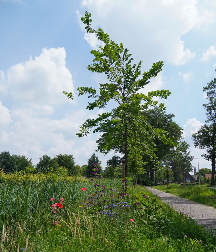<i>Ulmus laevis</i> is aangeplant in het natte deel van het gebied <i>Ulmus laevis</i> is aangeplant in het natte deel van het gebied