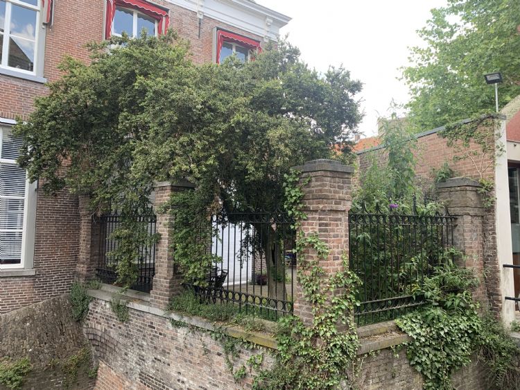 De oudste boom van 's-Hertogenbosch is een particuliere buxus