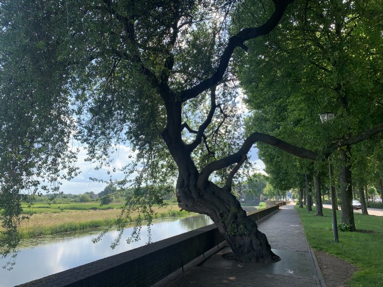 De Weichselboom kijkt uit over De Bossche Broek De Weichselboom kijkt uit over De Bossche Broek