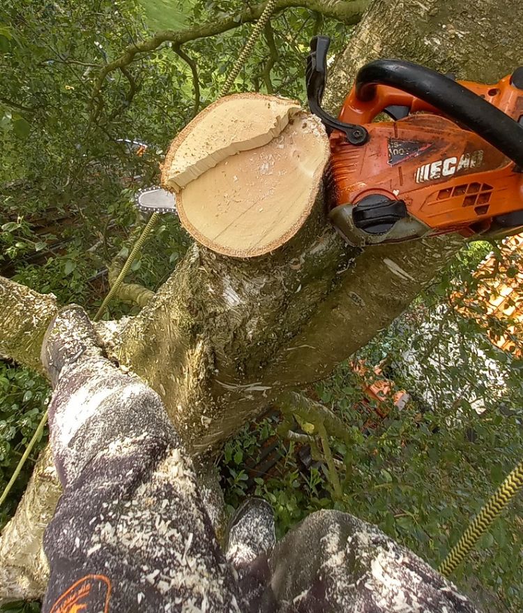 Van Mil gebruikt de ECHO DCS2511T ook bij het sloopwerk van bomen Van Mil gebruikt de ECHO DCS2511T ook bij het sloopwerk van bomen