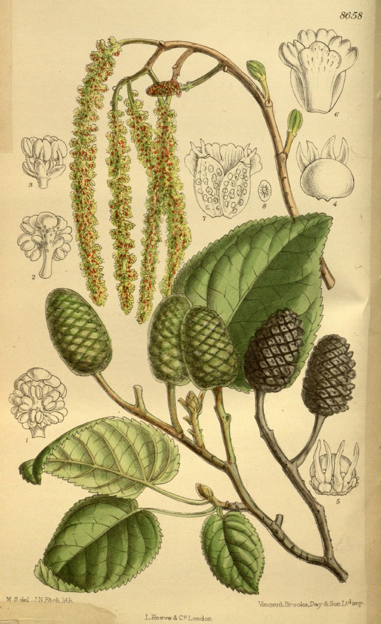 <i>Alnus cordata</i>, botanische prent <i>Alnus cordata</i>, botanische prent