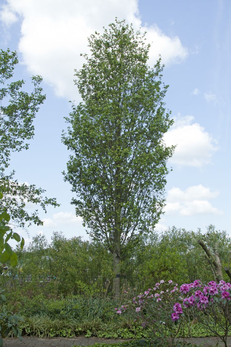 <i>Alnus glutinosa</i> 'Pyramidalis' (foto De Batouwe) <i>Alnus glutinosa</i> 'Pyramidalis' (foto De Batouwe)