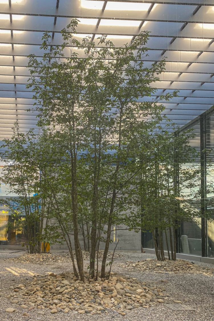 Door deze steenlawines worden bomen vaak volledig weggevaagd maar vaak komen ze dan des te harder weer terug en dan vooral meerstammig. Door deze steenlawines worden bomen vaak volledig weggevaagd maar vaak komen ze dan des te harder weer terug en dan vooral meerstammig.