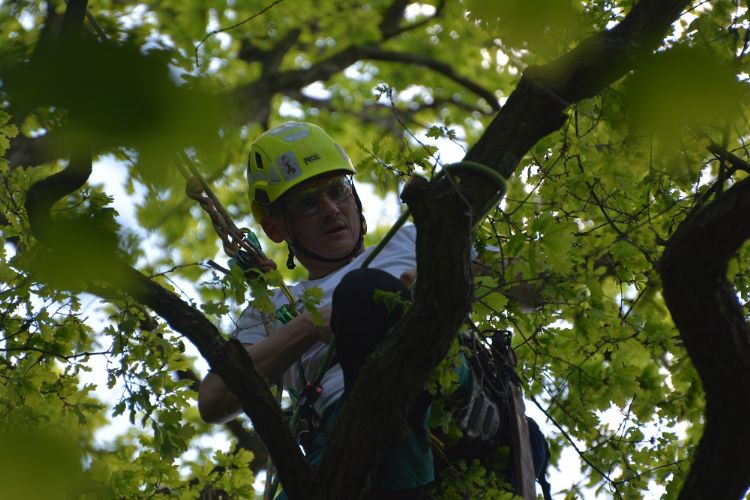 Harrie Verbeek is docent en zelfstandig boomverzorger Harrie Verbeek is docent en zelfstandig boomverzorger