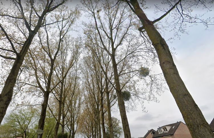 Maretak in de populieren Maretak in de populieren