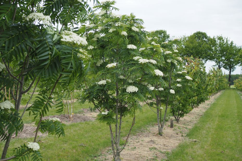 <i>Sorbus</i> 'Dodong', meerstammig met bloem (foto: Boomkwekerij Udenhout) <i>Sorbus</i> 'Dodong', meerstammig met bloem (foto: Boomkwekerij Udenhout)