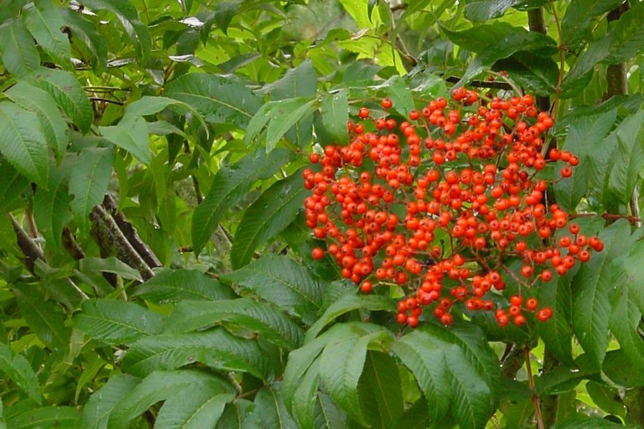 <i>Sorbus sargentiana</i>, vrucht <i>Sorbus sargentiana</i>, vrucht
