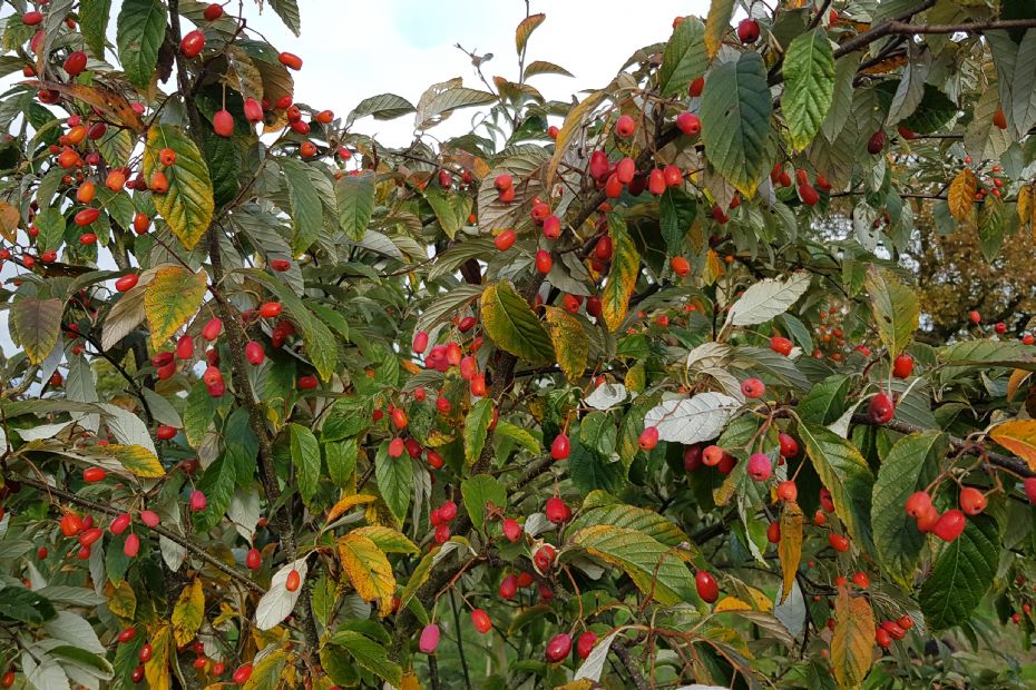 <i>Sorbus folgneri</i> <i>Sorbus folgneri</i>
