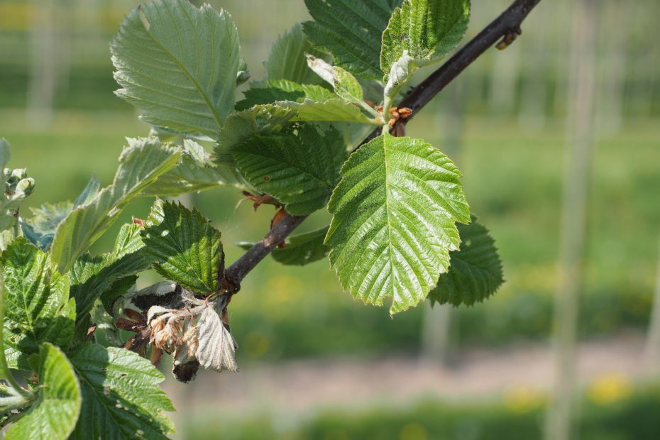 <i>Sorbus incana</i> (foto: Boomkwekerij Udenhout) <i>Sorbus incana</i> (foto: Boomkwekerij Udenhout)
