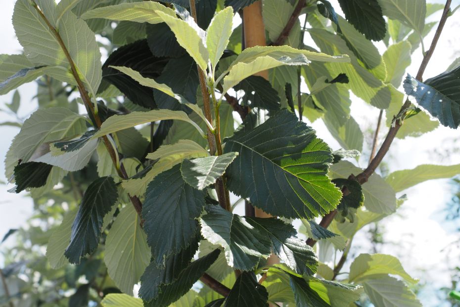 <i>Sorbus aria</i> 'Magnifica' (foto: Boomkwekerij Udenhout) <i>Sorbus aria</i> 'Magnifica' (foto: Boomkwekerij Udenhout)