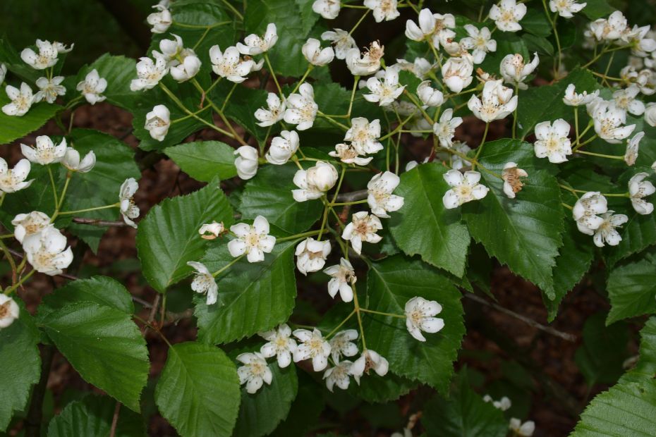 <i>Sorbus alnifolia</i> <i>Sorbus alnifolia</i>