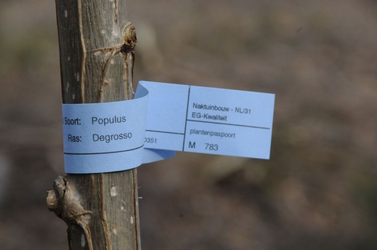 Populus x canadensis Degrosso