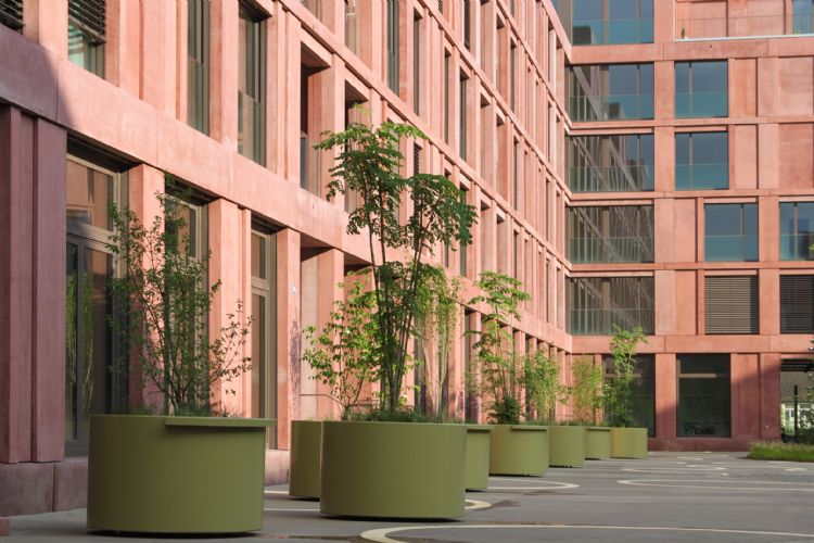 project Appartmentencomplex ROY in Winterthur, Zwitserland: pas aangeplante spillen van de Aralia. project Appartmentencomplex ROY in Winterthur, Zwitserland: pas aangeplante spillen van de Aralia.