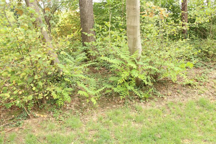 Invasief gedrag hemelboom in parkbeplanting Maastricht Invasief gedrag hemelboom in parkbeplanting Maastricht