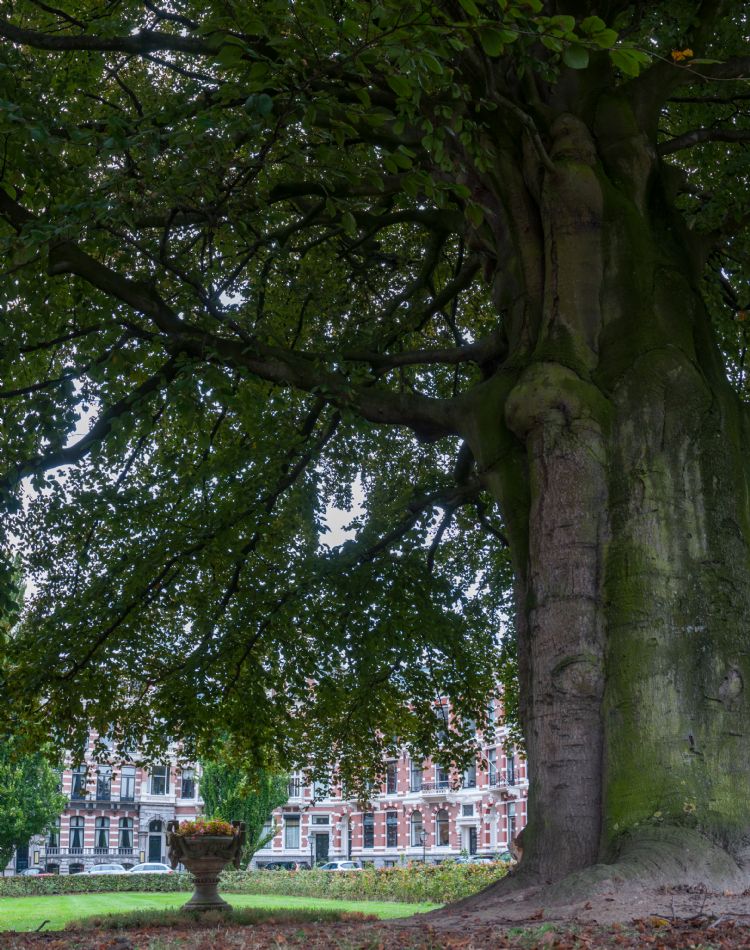 Een van de favoriete Rotterdamse bomen van Van de Vondervoort: de rode beuk op het Emmaplein. Foto: Joep Boute Een van de favoriete Rotterdamse bomen van Van de Vondervoort: de rode beuk op het Emmaplein. Foto: Joep Boute