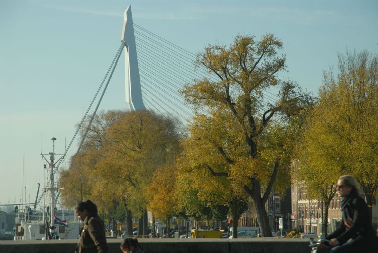 Overal waar mogelijk werden groeiplaatsen verbeterd of goede groeiplaatsen gemaakt, op basis van afspraken met de afdeling Beheer ondergrond over de ligging van kabels en leidingen rond bomen. Op de Prins Hendrikkade staan iepen. Overal waar mogelijk werden groeiplaatsen verbeterd of goede groeiplaatsen gemaakt, op basis van afspraken met de afdeling Beheer ondergrond over de ligging van kabels en leidingen rond bomen. Op de Prins Hendrikkade staan iepen.