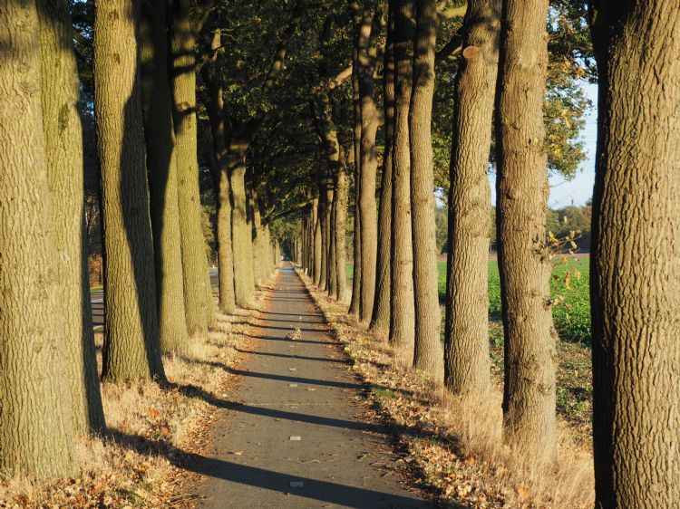 Monocultuur van eiken in buitengebied Overloon (Noord-Brabant) Monocultuur van eiken in buitengebied Overloon (Noord-Brabant)