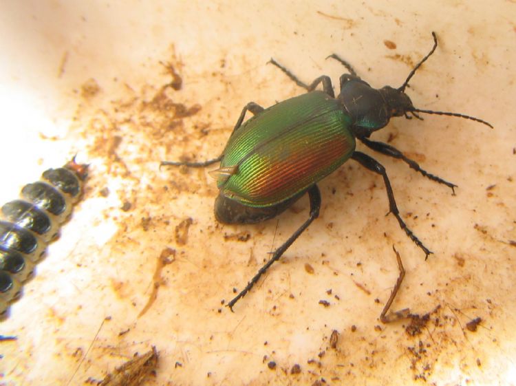 De Nederlandse naam voor deze roofkever is 'de grote poppenrover' DE wetenschappelijk naam is <i>Calosoma sycophanta</i>. Er is trouwens ook nog een kleine poppenrover: <i>Calosoma inquisitor</i>. Beide sensationele rooflevers vreten zowel de rupsen alsoo De Nederlandse naam voor deze roofkever is 'de grote poppenrover' DE wetenschappelijk naam is <i>Calosoma sycophanta</i>. Er is trouwens ook nog een kleine poppenrover: <i>Calosoma inquisitor</i>. Beide sensationele rooflevers vreten zowel de rupsen alsoo