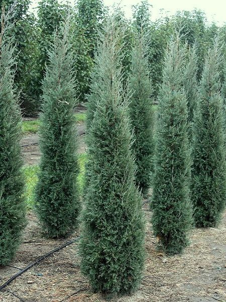 x Cupressocyparis leylandii 'Haggerston Grey' jonge species x Cupressocyparis leylandii 'Haggerston Grey' jonge species