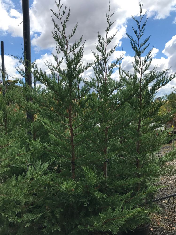 x Cupressocyparis leylandii 'Leighton Green' x Cupressocyparis leylandii 'Leighton Green'