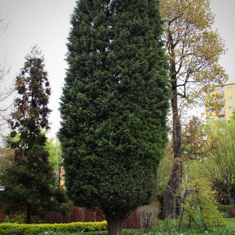 x Cupressocyparis leylandii 'Naylor Blue' x Cupressocyparis leylandii 'Naylor Blue'