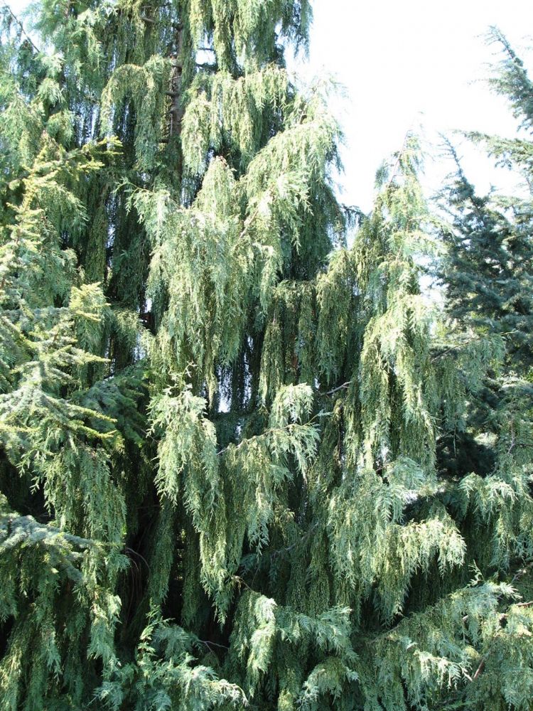 x Cupressocyparis notabilis 'Martha' x Cupressocyparis notabilis 'Martha'