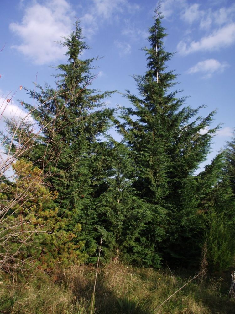 x Cupressocyparis ovensii x Cupressocyparis ovensii