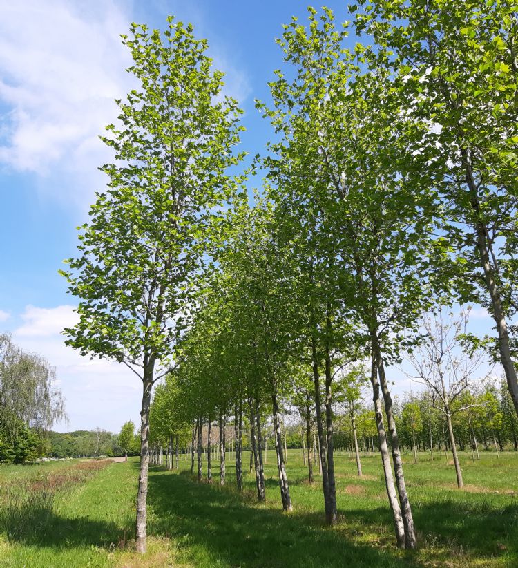 Boomkwekerij Udenhout zet in op bijzondere, soms meerstammige bomen.