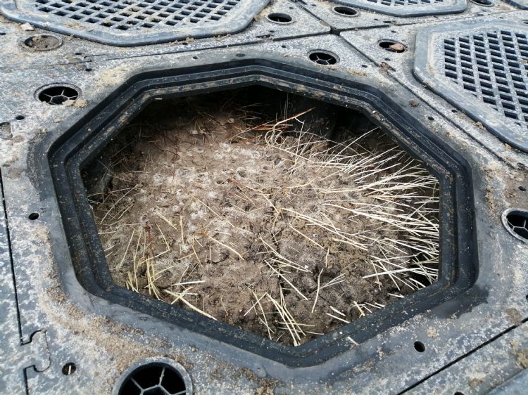 Al binnen een jaar gaan wortels onbeperkt hun gang... (Foto: TreeBuilders) Al binnen een jaar gaan wortels onbeperkt hun gang... (Foto: TreeBuilders)