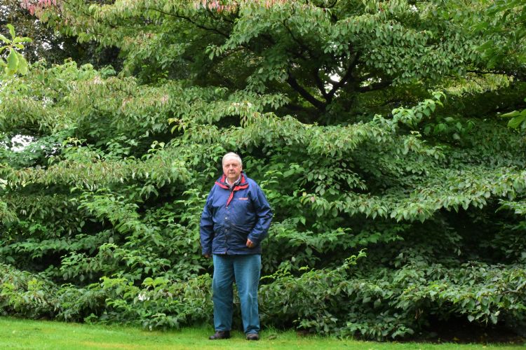 Frens van den Biggelaar voor een breed uitgroeiende Cornus controversa. 'Ideaal voor op een rotonde, je hebt er geen onderhoud aan Frens van den Biggelaar voor een breed uitgroeiende Cornus controversa. 'Ideaal voor op een rotonde, je hebt er geen onderhoud aan