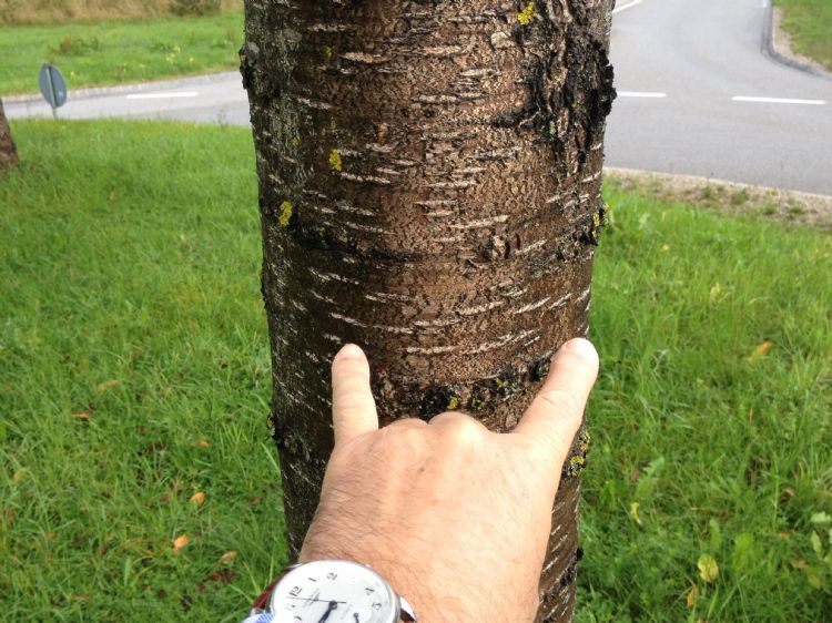 Rotonde Starnberg, kers met mycorrhiza Rotonde Starnberg, kers met mycorrhiza