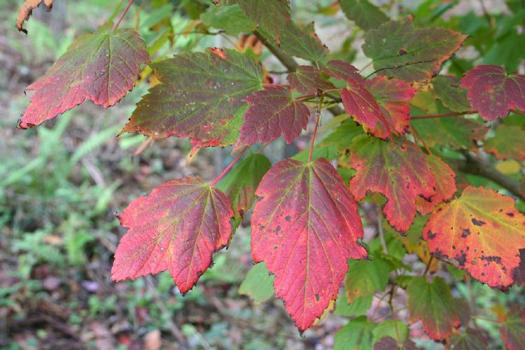 Acer spicatum herfstkleur