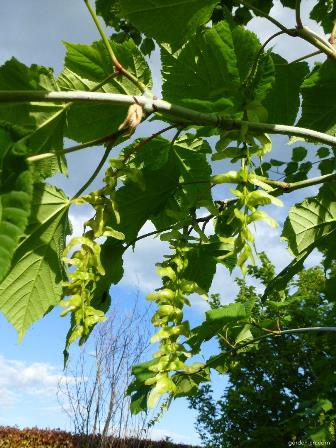 Acer tegmentosum blad en vruchten