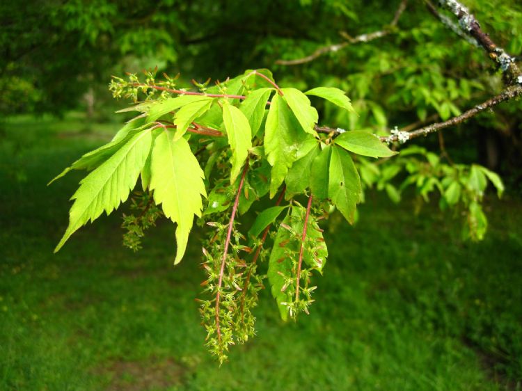 Acer cissifolium blad en bloeiwijze