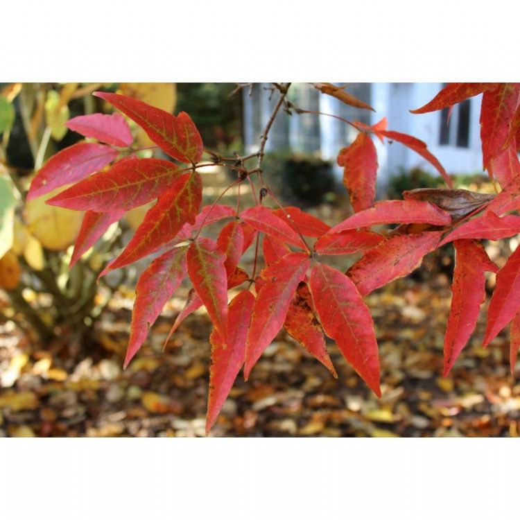 Acer triflorum herfstkleur