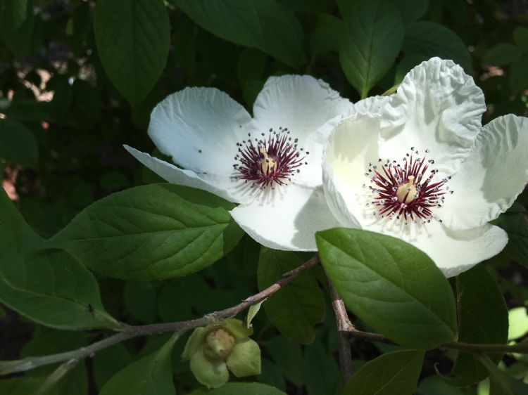 Stewartia malacodendron bloemen Stewartia malacodendron bloemen
