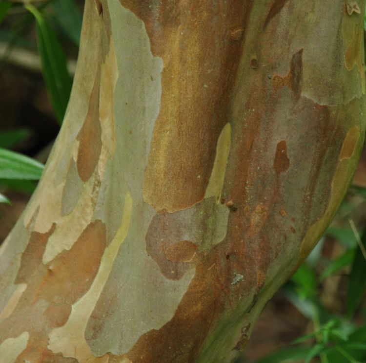 Stewartia pseud. var. koreana stam Stewartia pseud. var. koreana stam