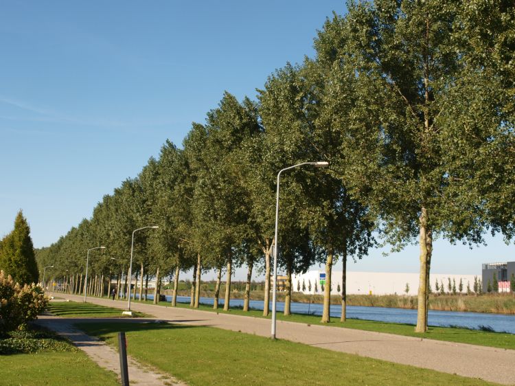 Populus canadenis Hees sol 2 Almere Populus canadenis Hees sol 2 Almere