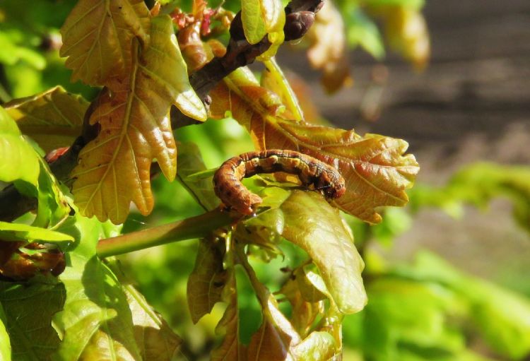 Grote wintervlinder, Erannis defoliaria Grote wintervlinder, Erannis defoliaria