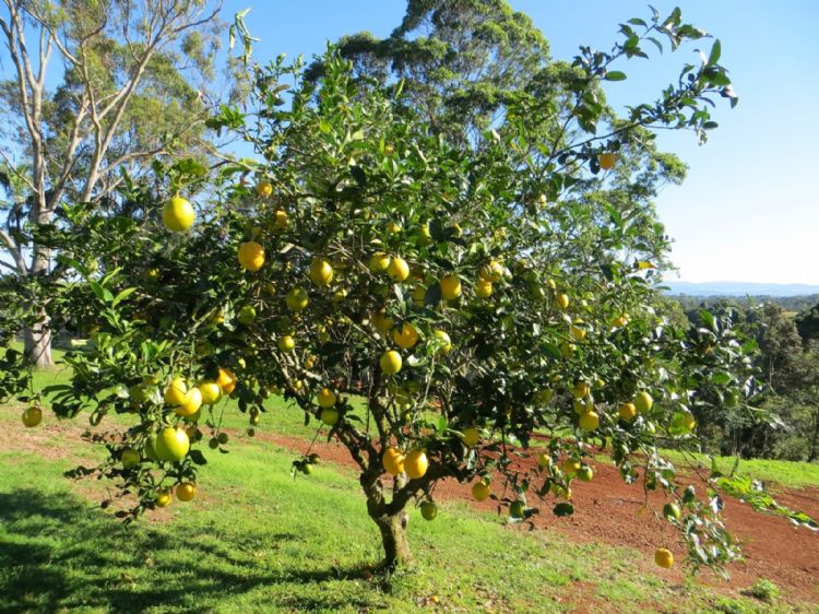 Citrus limon – halfvolwassen boom Citrus limon – halfvolwassen boom