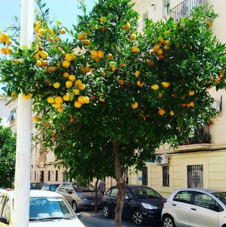Citrus sinensis als straatboom Citrus sinensis als straatboom