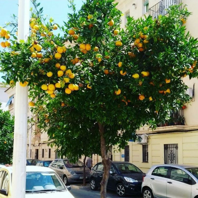 Citrus sinensis als straatboom