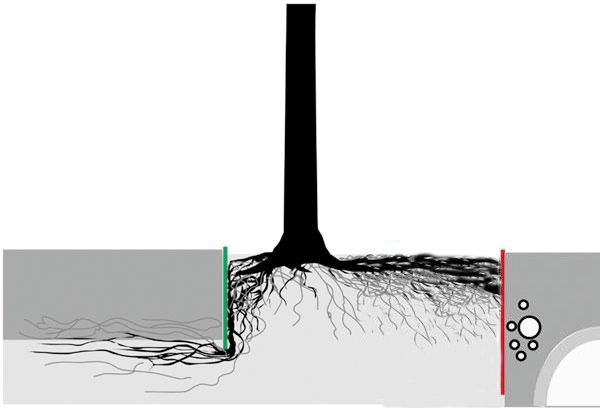 Wortelgeleiding of wortelwering Wortelgeleiding of wortelwering