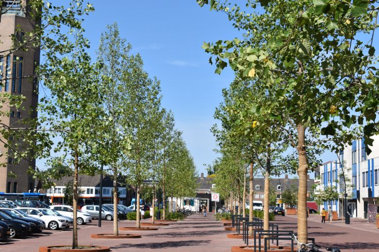 Bomen Emmeloord Bomen Emmeloord