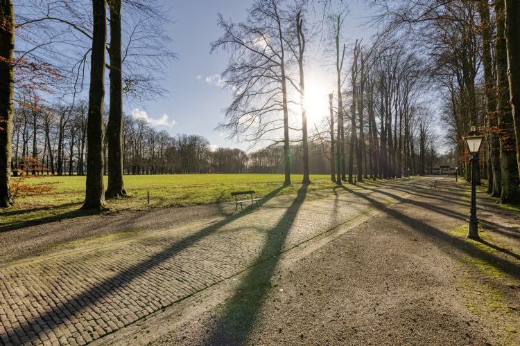 De beuken in de Stallenlaan. Deze worden in week 6 gekapt. Foto: Paleis Het Loo De beuken in de Stallenlaan. Deze worden in week 6 gekapt. Foto: Paleis Het Loo