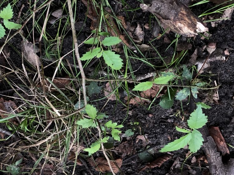 Ralf Verdonschot van WUR ontdekte zaailingen van de fladderiep Ralf Verdonschot van WUR ontdekte zaailingen van de fladderiep
