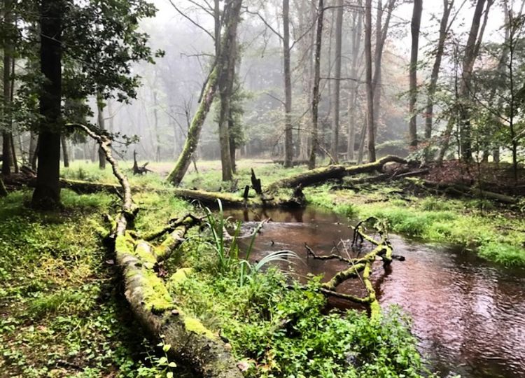 In vijf jaar tijd kreeg de beek zijn oorspronkelijke loop en functie terug In vijf jaar tijd kreeg de beek zijn oorspronkelijke loop en functie terug